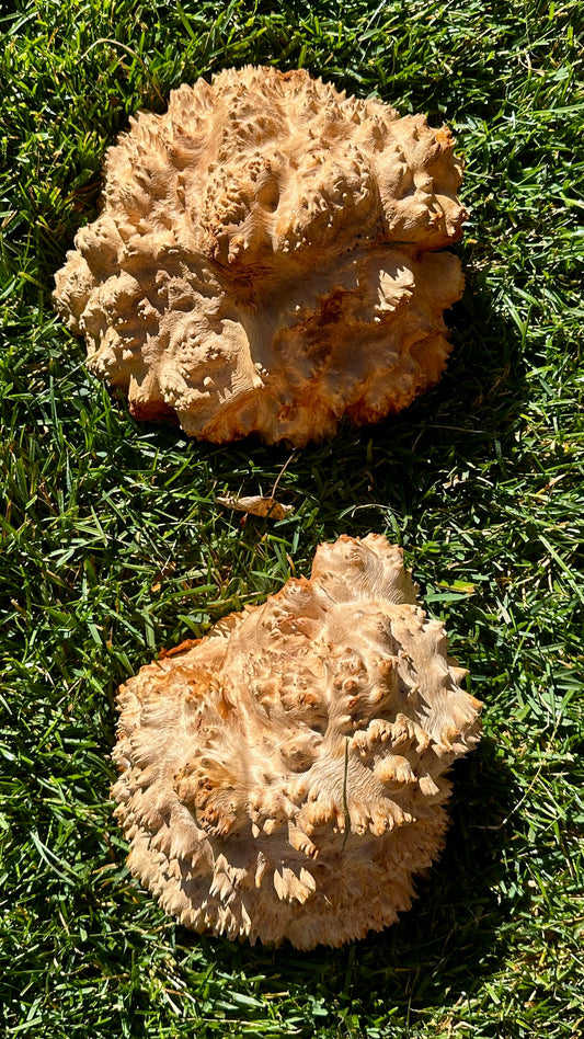 Red Mallee Burl Cap Set #3792