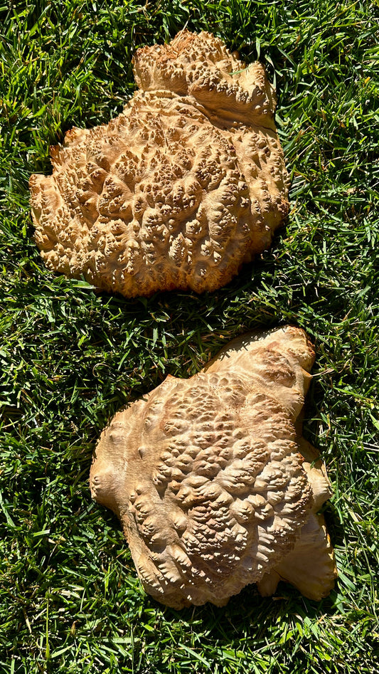 Red Mallee Burl Cap Set #3793