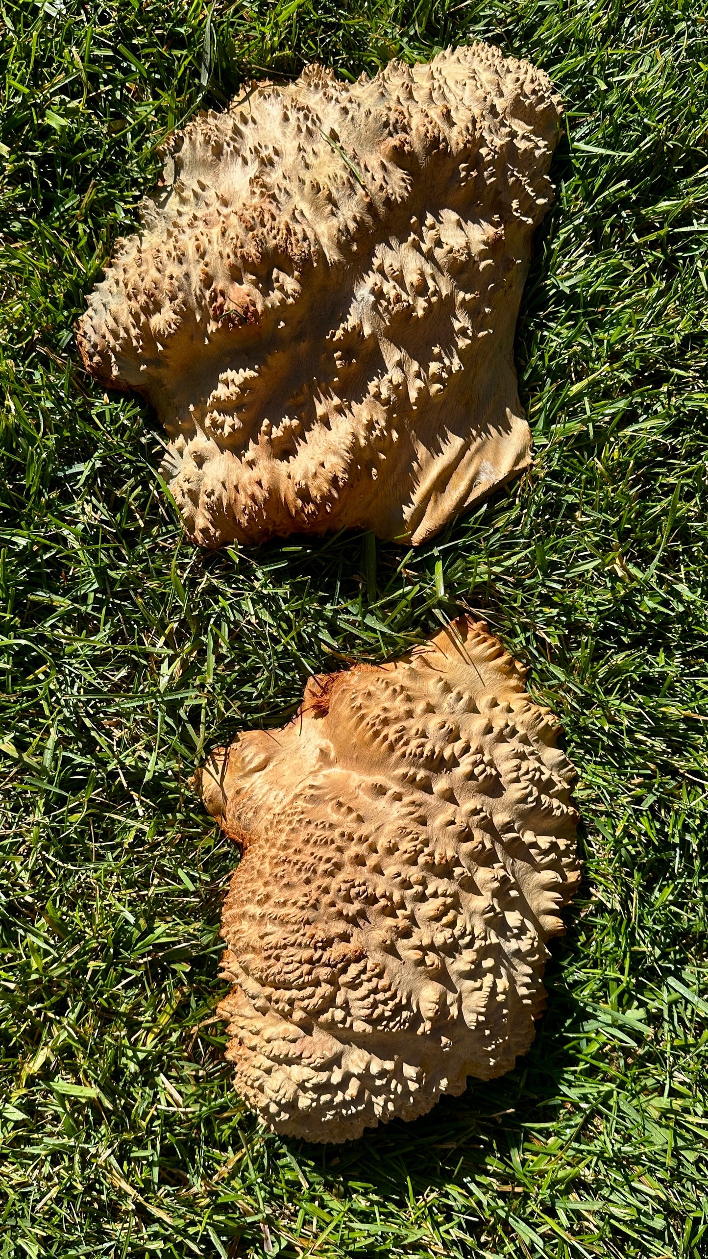 Red Mallee Burl Cap Set #3794