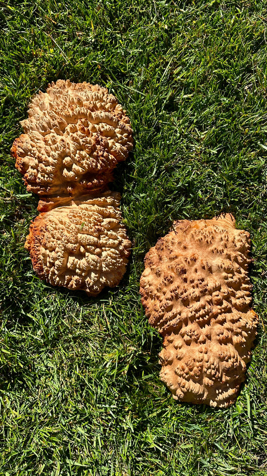 Red Mallee Burl Cap Set #3795