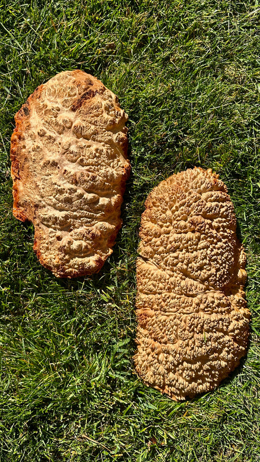 Red Mallee Burl Cap Set #3796