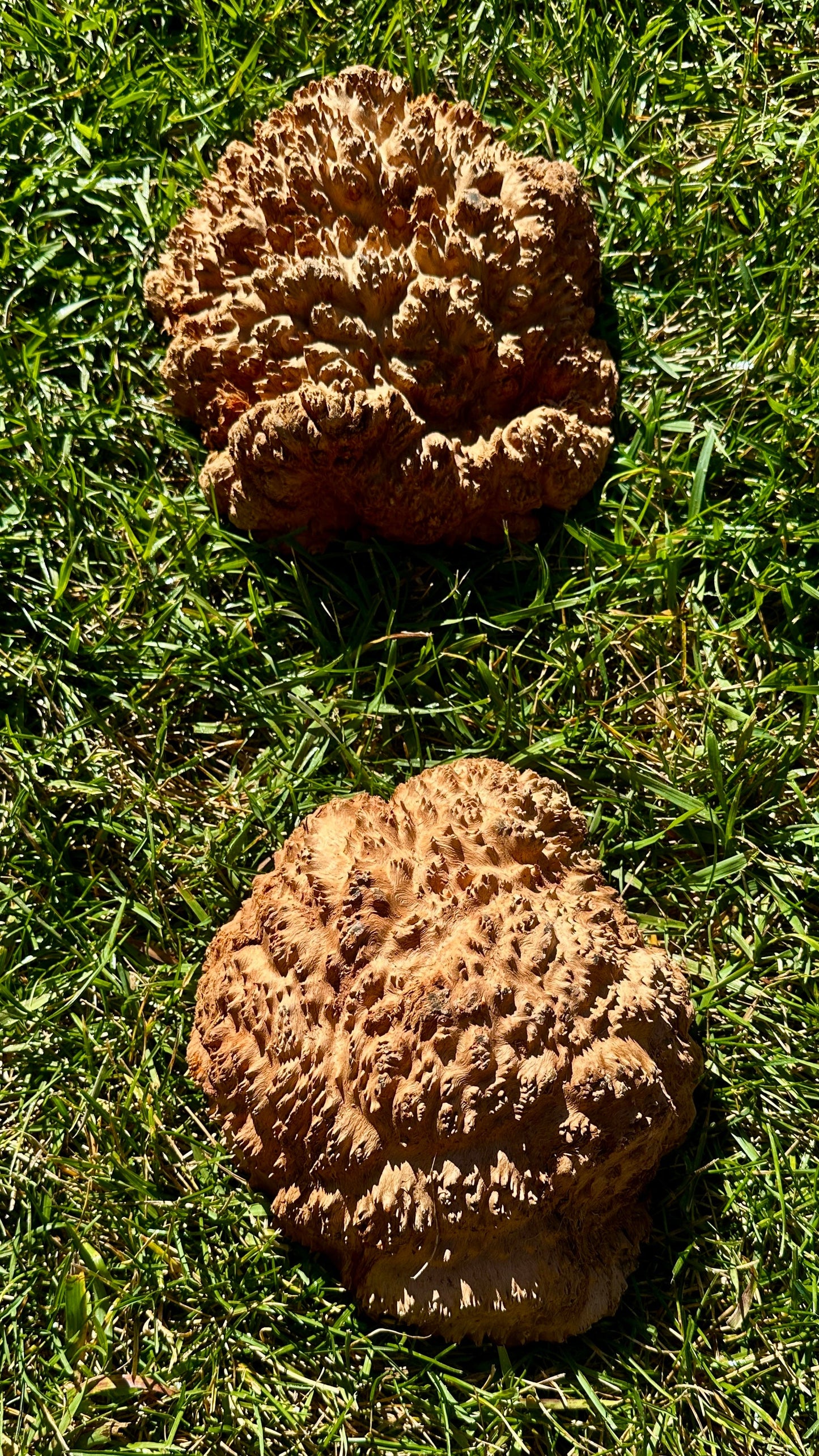 Red Mallee Burl Cap Set #3797