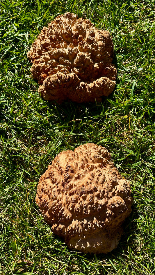 Red Mallee Burl Cap Set #3797