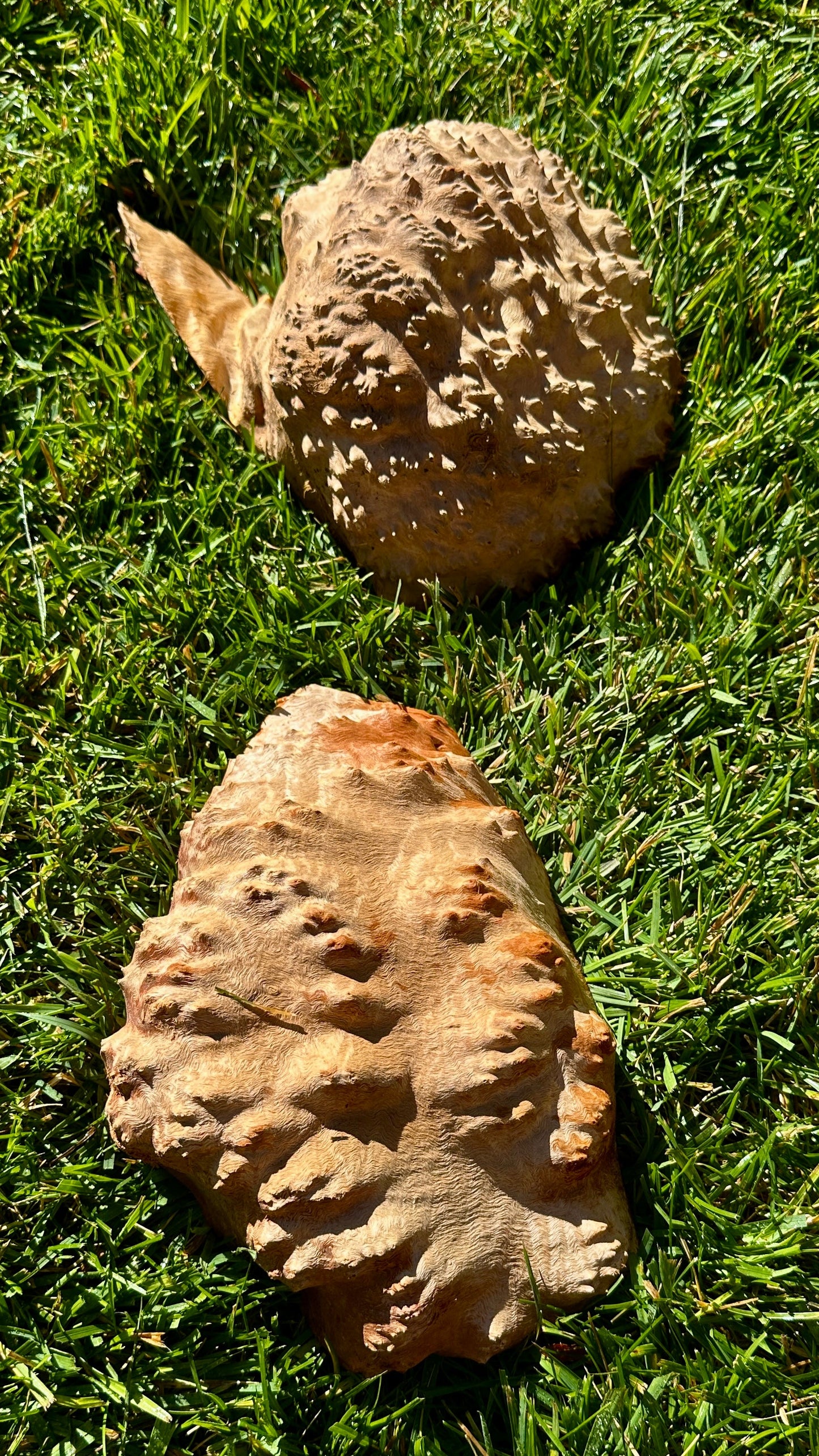 Red Mallee Burl Cap Set #3798