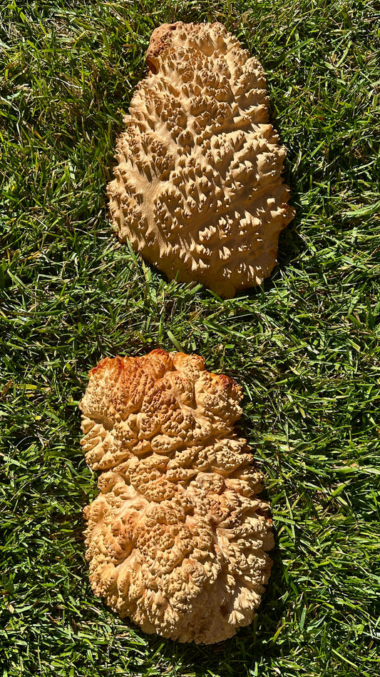 Red Mallee Burl Cap Set #3799