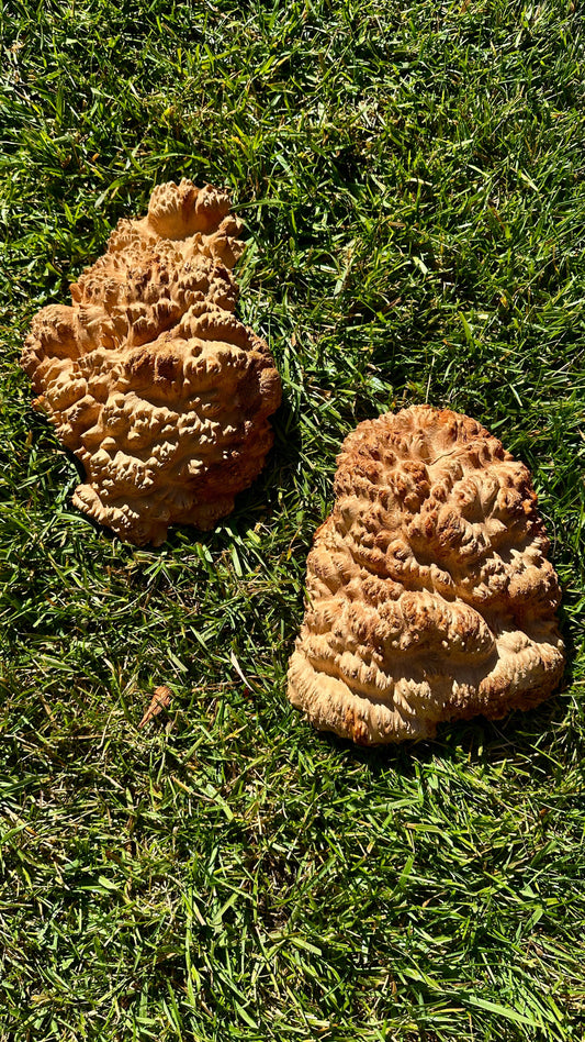 Red Mallee Burl Cap Set #3801