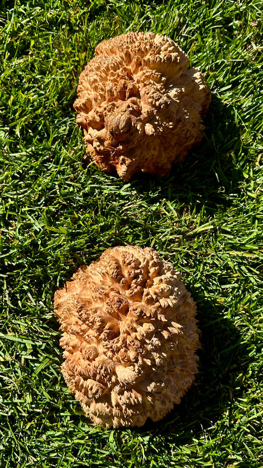 Red Mallee Burl Cap Set #3803