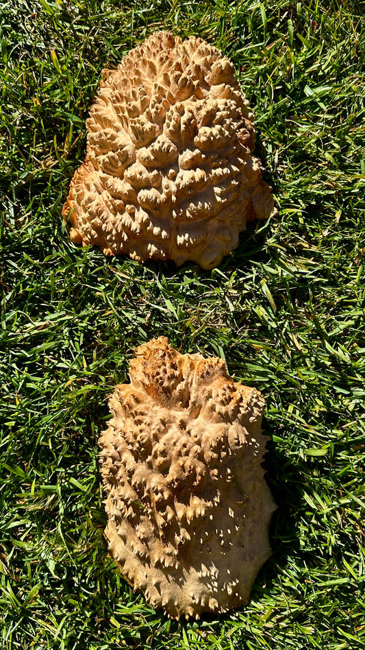 Red Mallee Burl Cap Set #3804