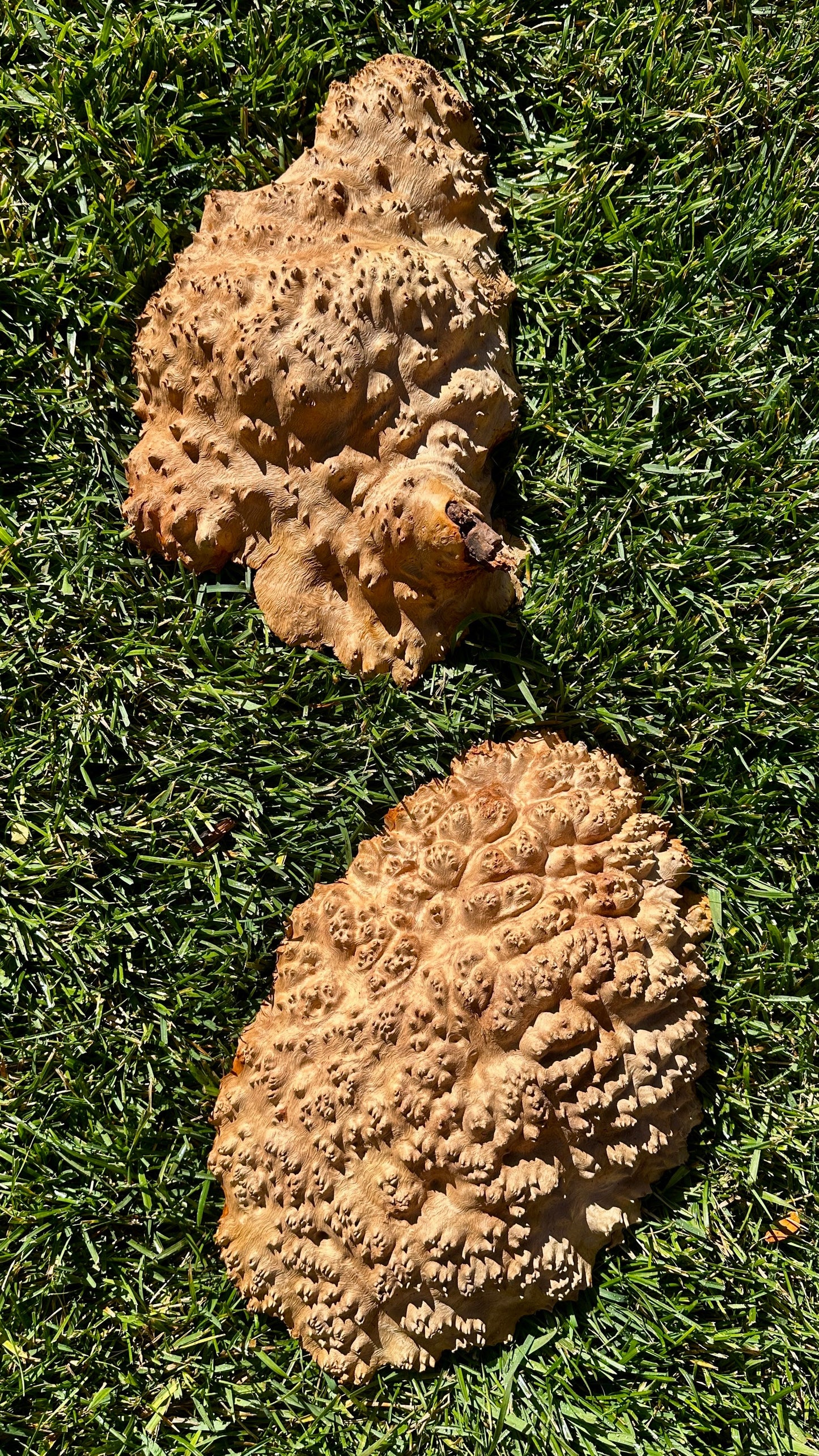 Red Mallee Burl Cap Set #3805