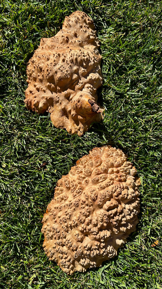 Red Mallee Burl Cap Set #3805