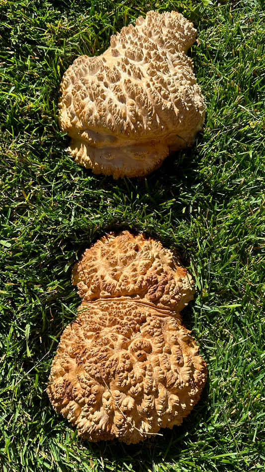 Red Mallee Burl Cap Set #3806