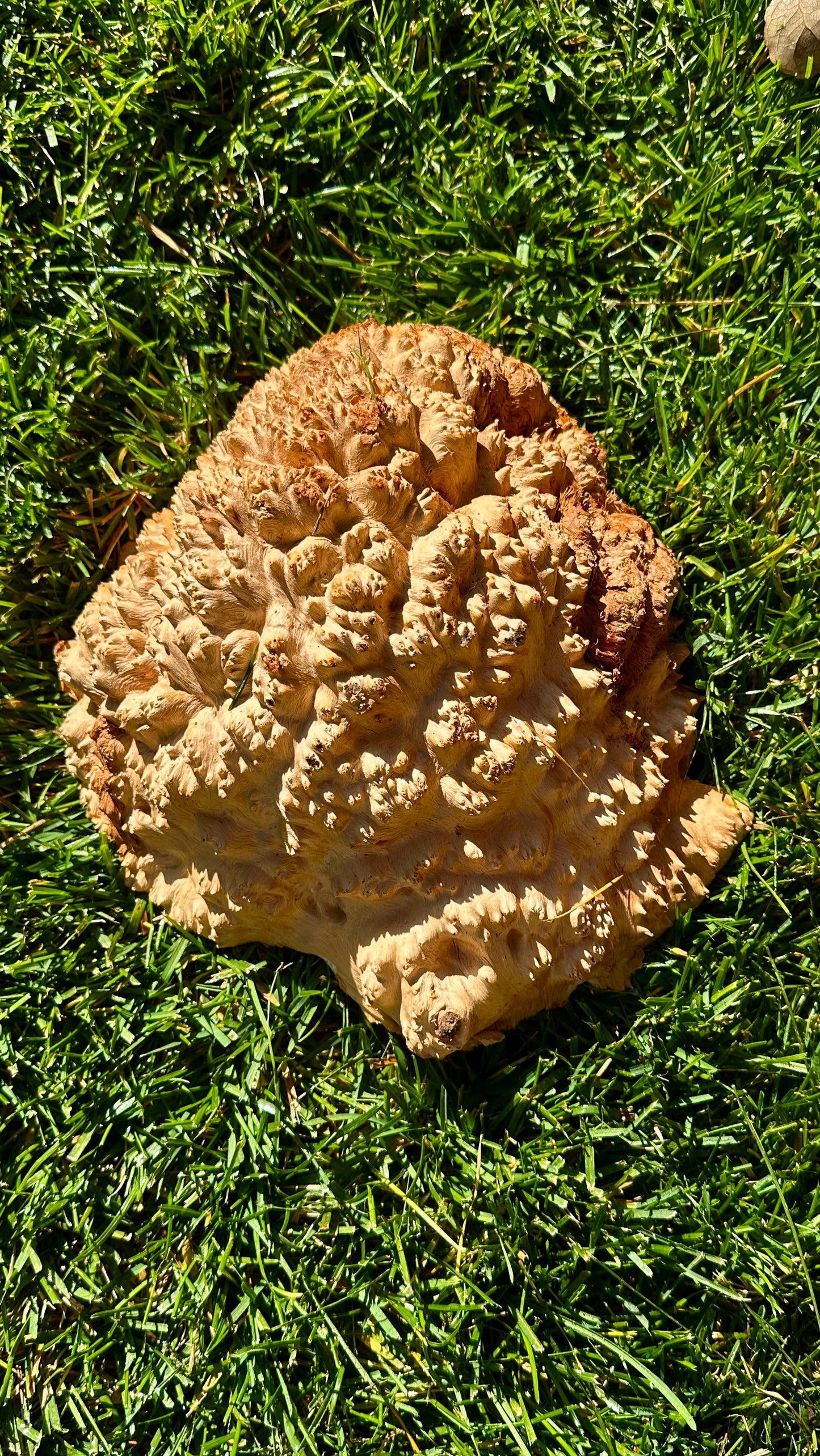 Red Mallee Burl Cap #3807