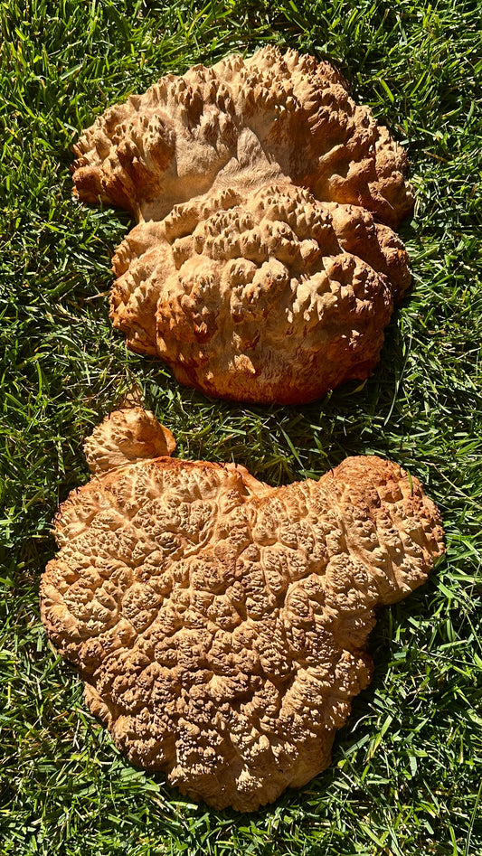 Red Mallee Burl Cap Set #3809