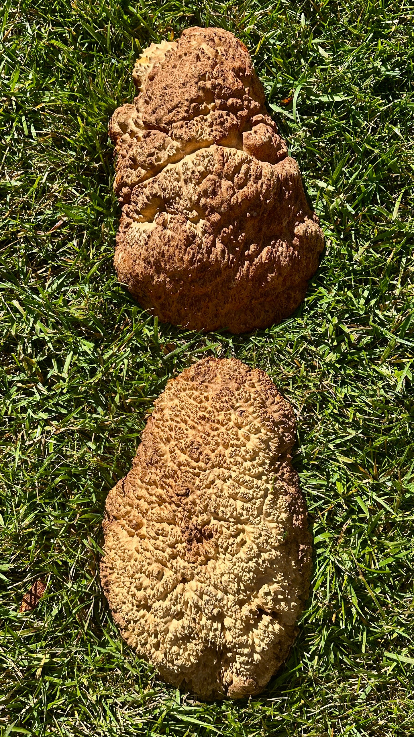 Brown Mallee Burl Cap Set #3810