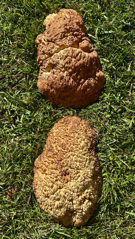 Brown Mallee Burl Cap Set #3810