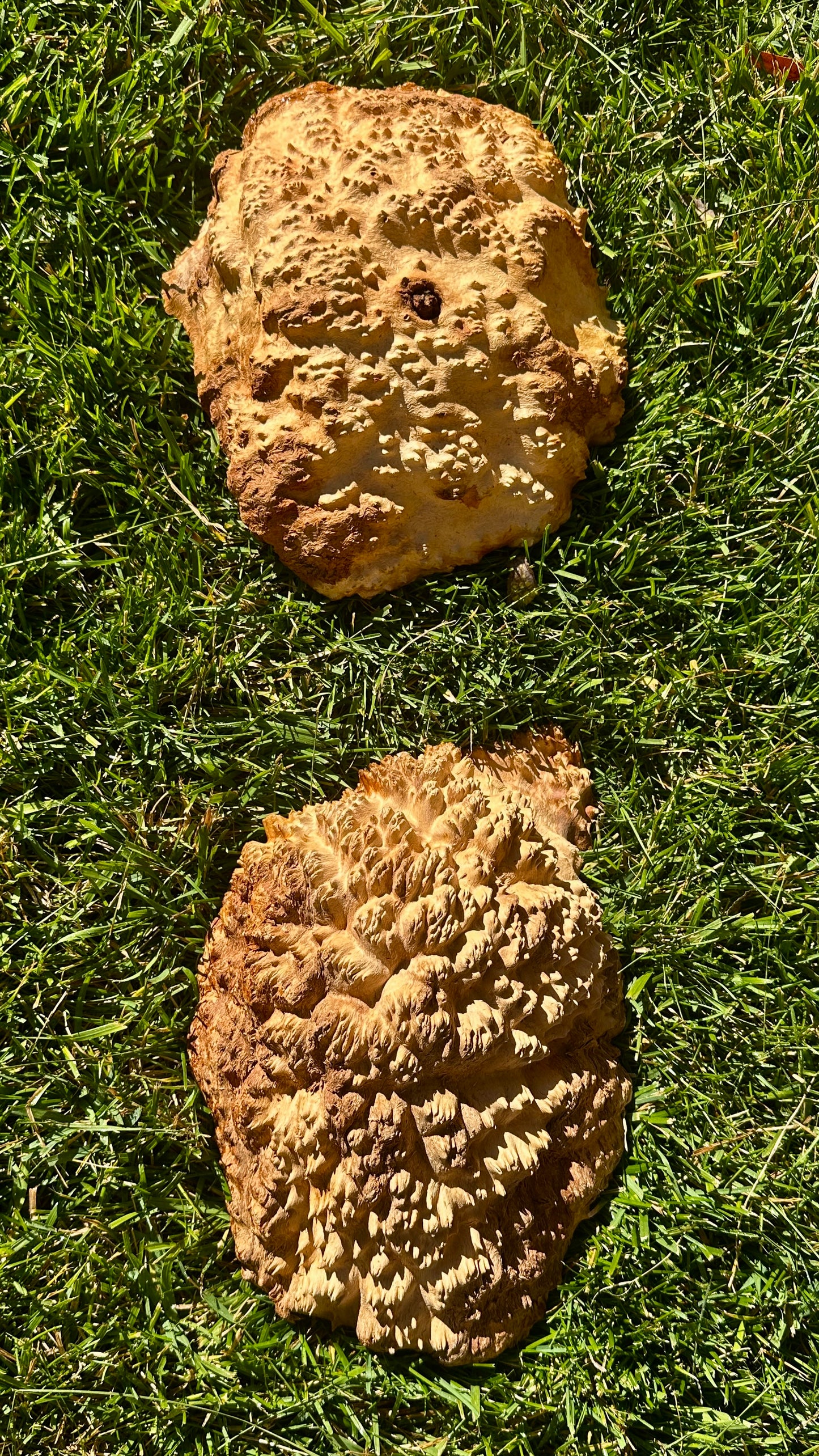 Brown Mallee Burl Cap Set #3811