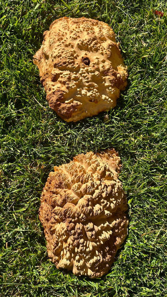 Brown Mallee Burl Cap Set #3811