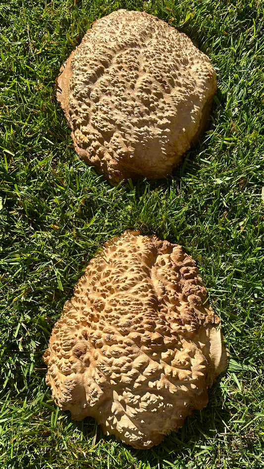 Brown Mallee Burl Cap Set #3812