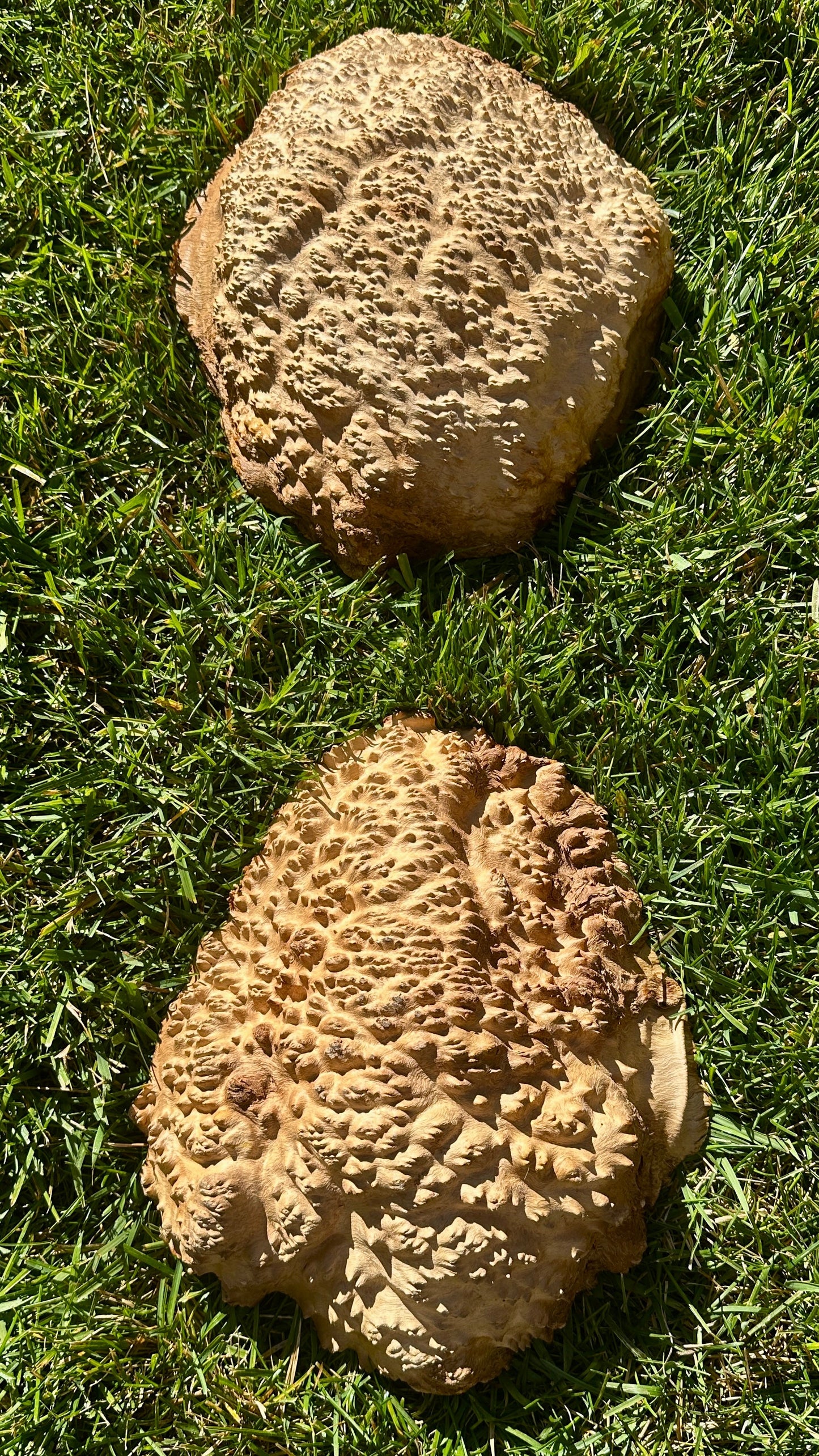 Brown Mallee Burl Cap Set #3812