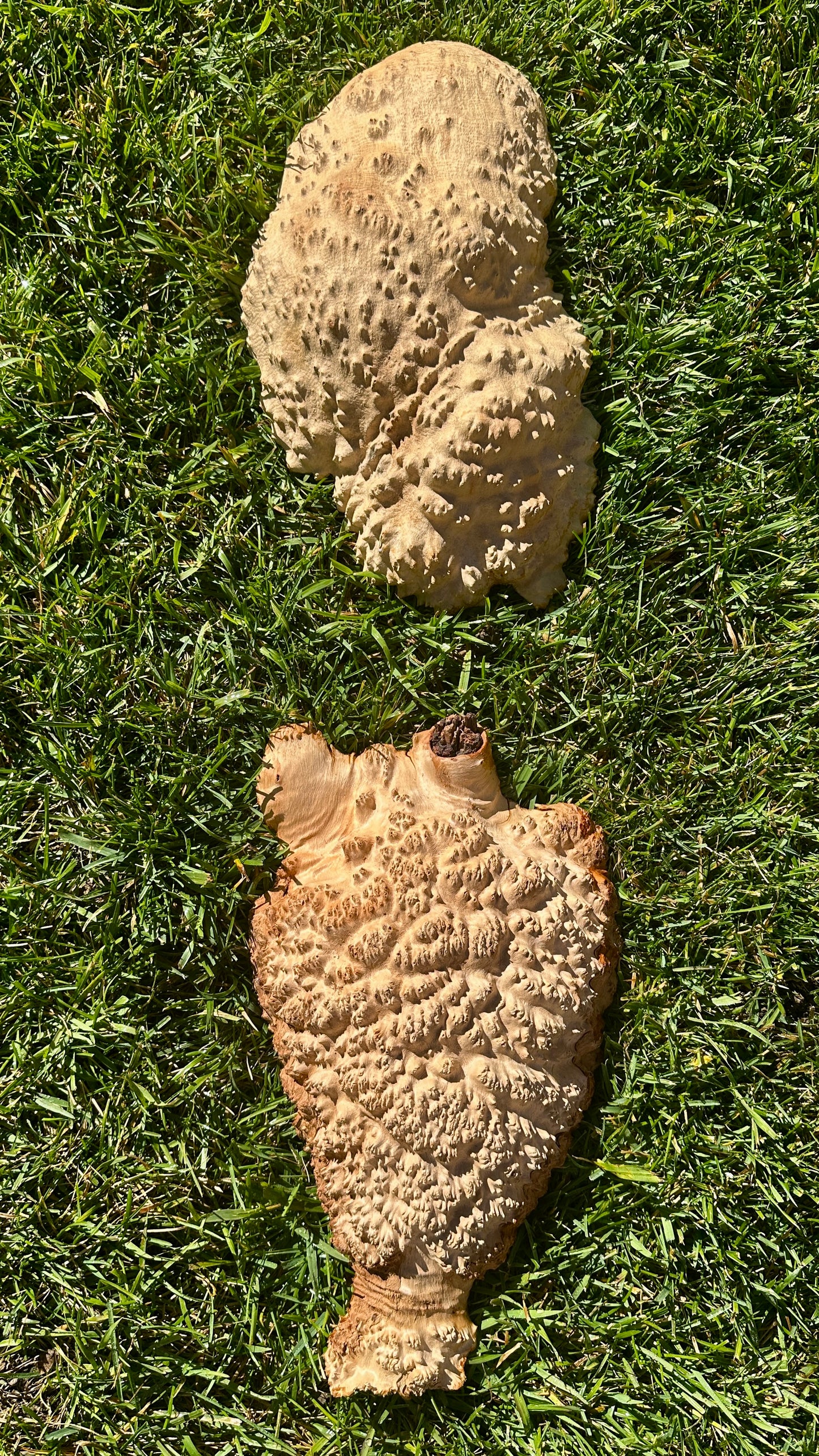 Brown Mallee Burl Cap Set #3813