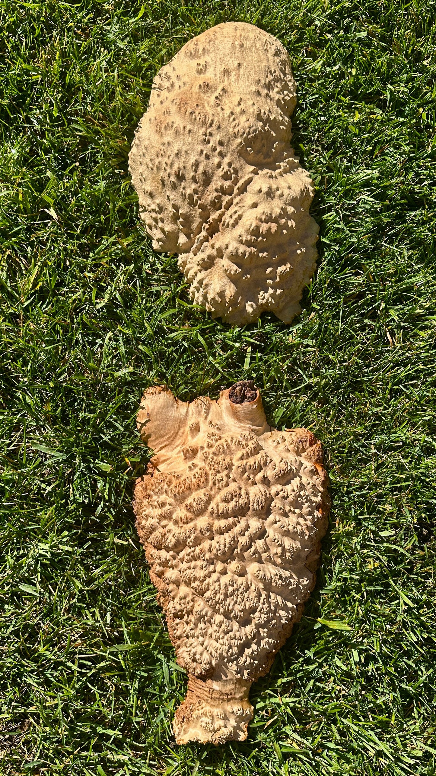 Brown Mallee Burl Cap Set #3813