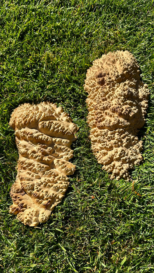 Brown Mallee Burl Cap Set #3816