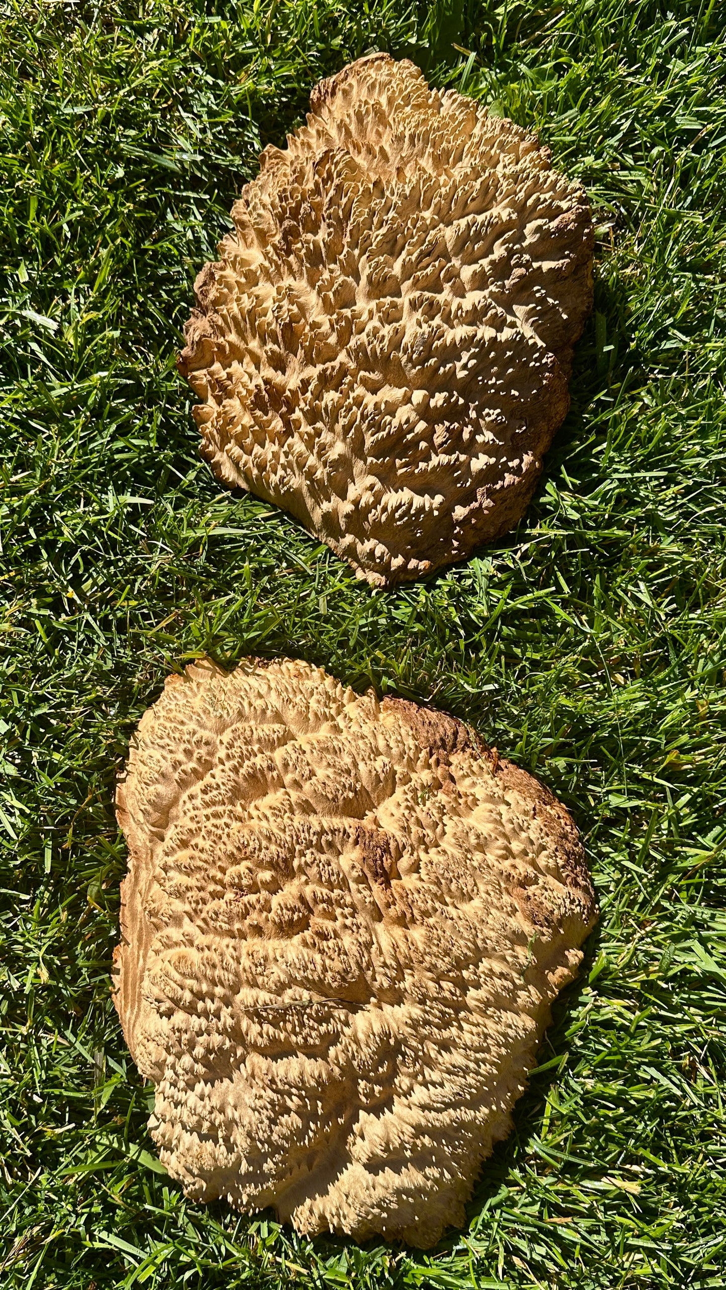 Brown Mallee Burl Cap Set #3817