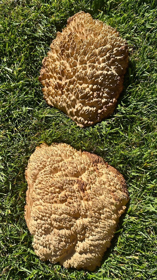 Brown Mallee Burl Cap Set #3817