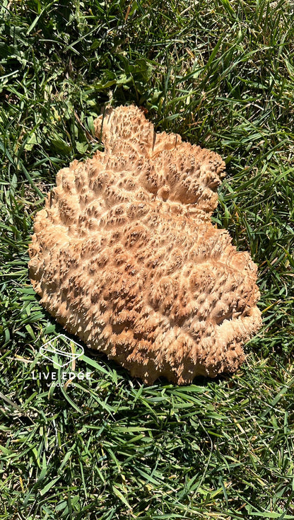 Red Mallee Burl Cap #3293