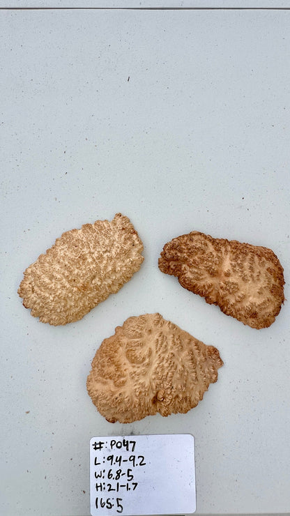 Red Mallee Burl Multi Sets #P047