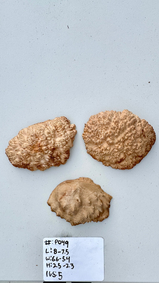 Red Mallee Burl Multi Sets #P049