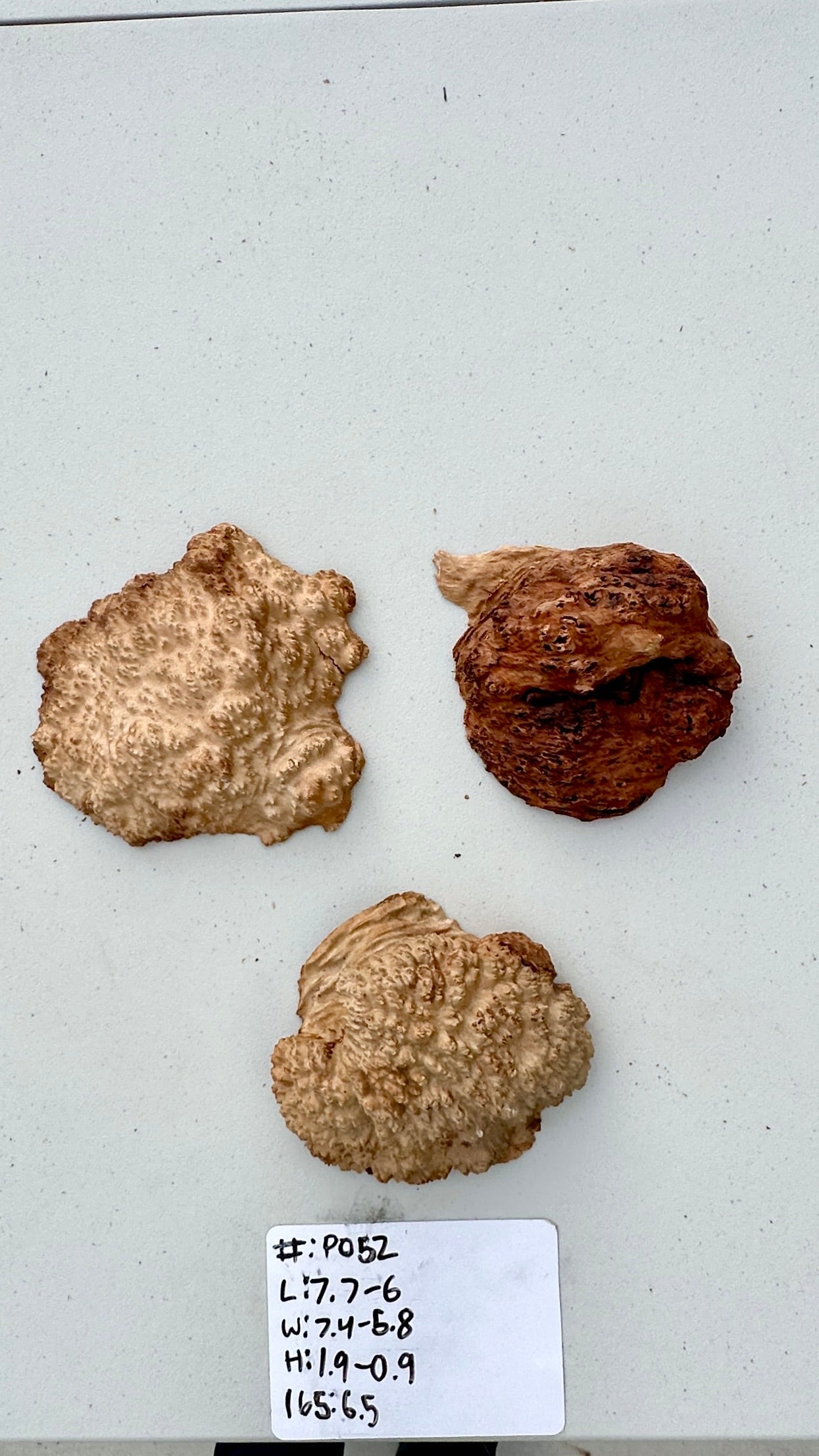 Brown Mallee Burl Multi Sets #P052