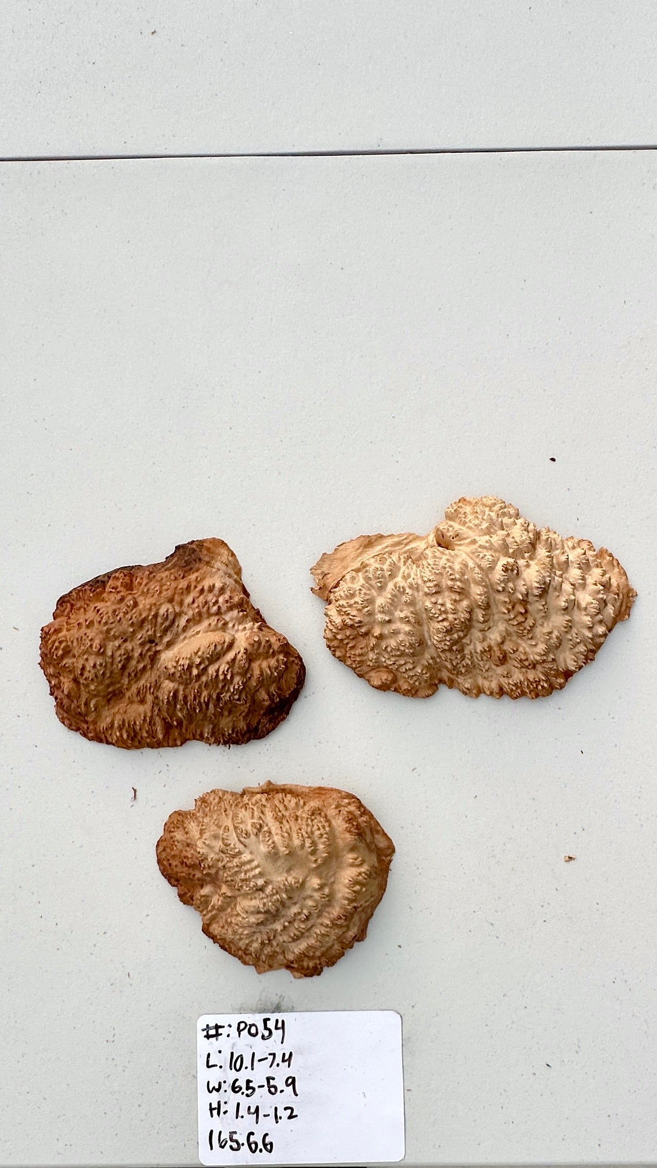 Red Mallee Burl Multi Sets #P054