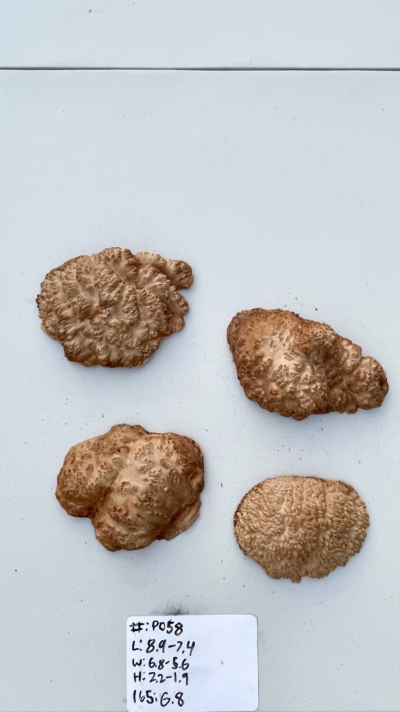 Red Mallee Burl Multi Sets #P058