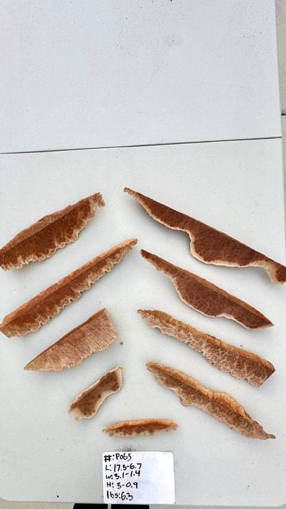 Red Mallee Burl Multi Sets #P065