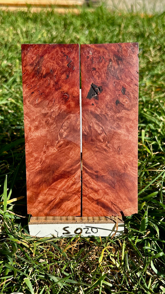 buckeye-scales-s020