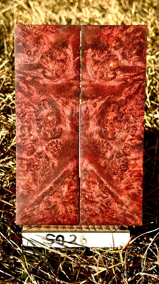 buckeye-scales-s026