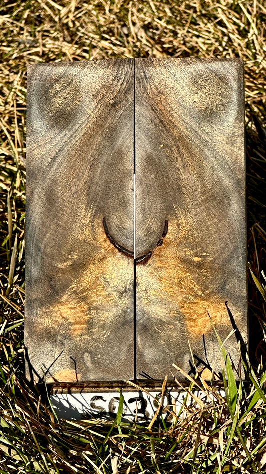 buckeye-scales-s038