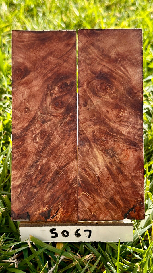 buckeye-scales-s067