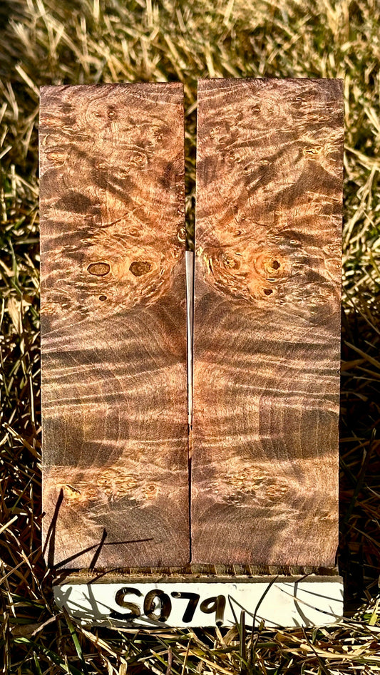 buckeye-scales-s079