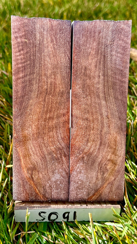 buckeye-scales-s091