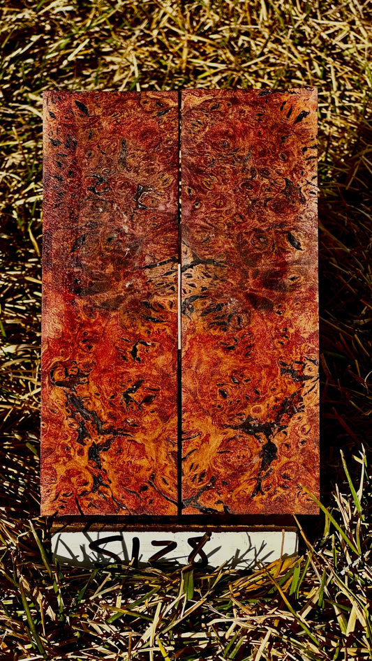 buckeye-scales-s128