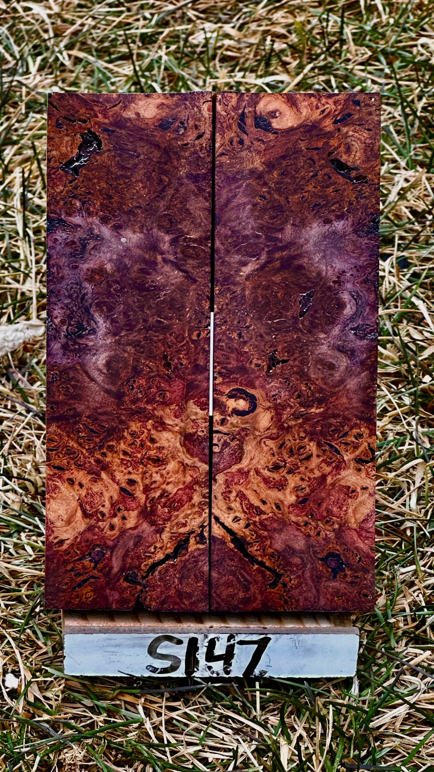 buckeye-scales-s147