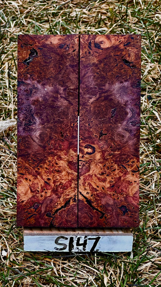 buckeye-scales-s147