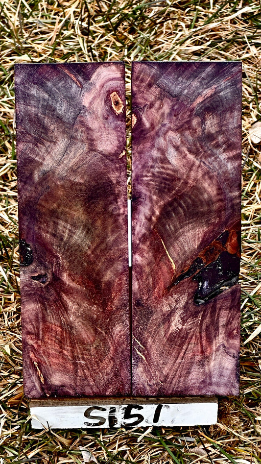 buckeye-scales-s151