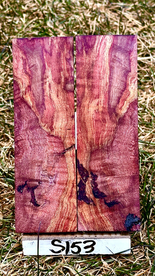 buckeye-scales-s153