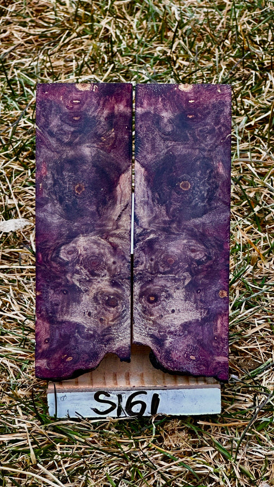 buckeye-scales-s161