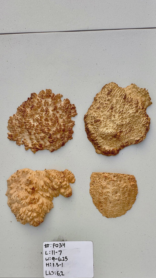 Red Mallee Burl Multi Sets #P034